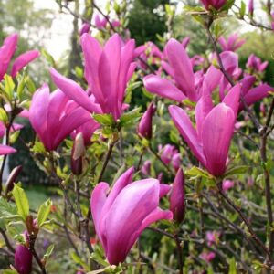 Magnolia Susan 1/4 Standard