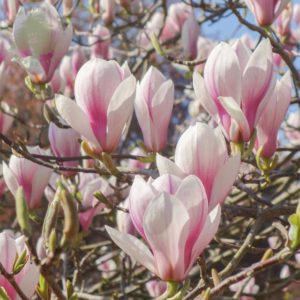 Magnolia x soulangeana Standard Espalier