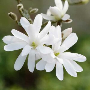 Magnolia stellata 1/4 Standard
