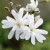Magnolia stellata - 7.5L 80-100cm