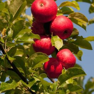 Malus Beauty of Bath / Fruiting Apple Tree