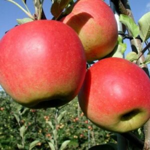 Malus Domestica Santana