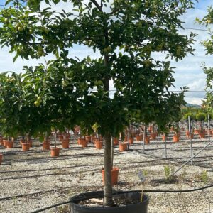 Malus domestica Espalier