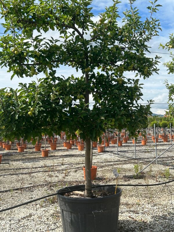 Malus domestica Espalier