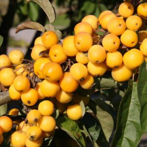 Malus 'Golden Hornet' Crab Apple
