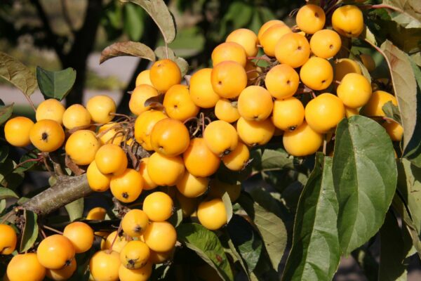 Malus 'Golden Hornet' Crab Apple