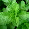 Mentha spicata - 2L