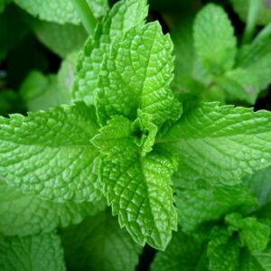 Mentha spicata