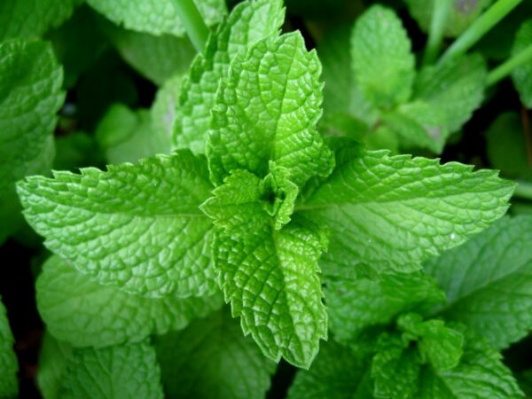 Mentha spicata