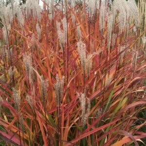 Miscanthus purpurascens