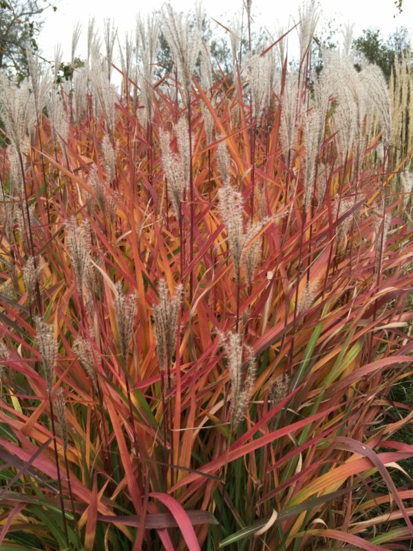 Miscanthus purpurascens