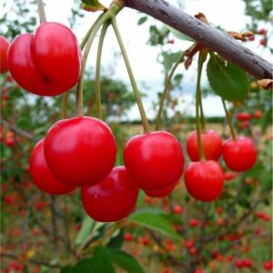 Prunus Morello