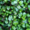 Muehlenbeckia axillaris - 2L