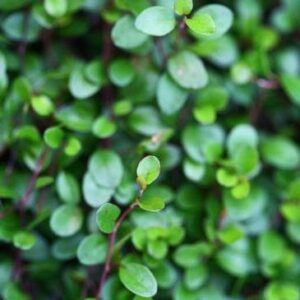 Muehlenbeckia axillaris