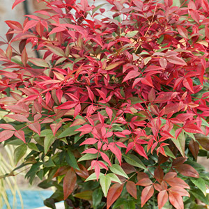 Nandina domestica Seika