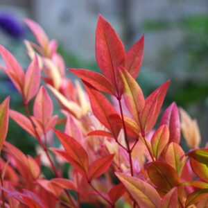 Nandina domestica Sunset Boulevard