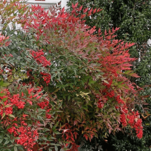 Nandina Richmond