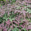 Nandina domestica Flirt - 5L