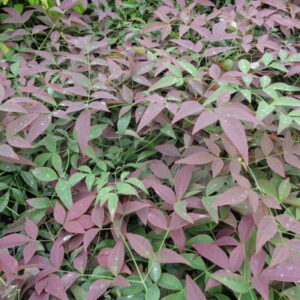 Nandina domestica Flirt