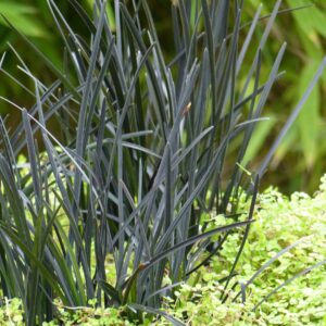 Ophiopogon 'Hosoba'