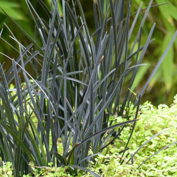 Ophiopogon 'Hosoba'