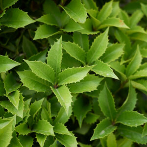 Osmanthus aquifolium