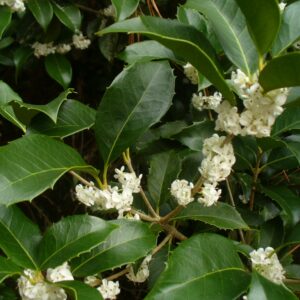Osmanthus x Fortunei Parachute Form