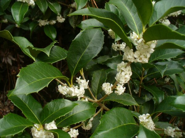 Osmanthus x Fortunei Parachute Form