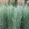 Panicum virgatum Heavy Metal - 2L