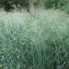 Panicum virgatum 'Prairie Sky' - 2L