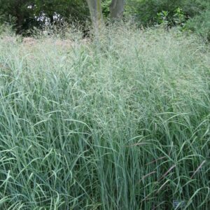 Panicum virgatum 'Prairie Sky'