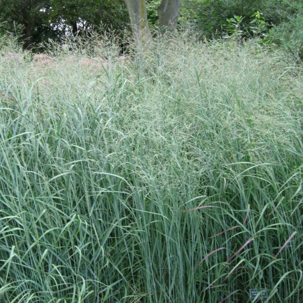 Panicum virgatum 'Prairie Sky'