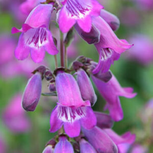 Penstemon Sour Grapes