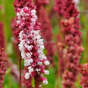 Persicaria 'Darjeeling Red'