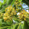Phellodendron Amurense specimen multistem - 110L 200-250cm tall, multistem