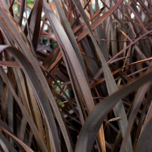 Phormium Amazing Red