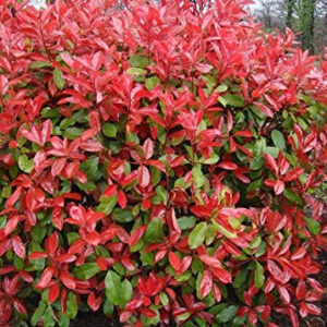 Photinia  serr. Red Robin Compacta