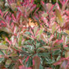 Photinia Pink Marble - 5L pot