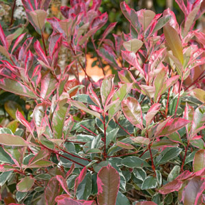Photinia Pink Marble