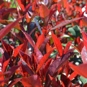 Photinia serr. 'Red Robin' 1/4 Standard