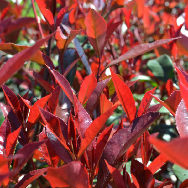 Photinia × fraseri Carré Rouge
