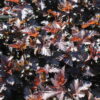 Physocarpus Midnight - 2L