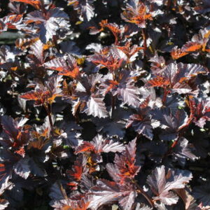 Physocarpus Midnight