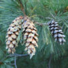 Pinus heldreichii Specimen - Image 3