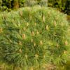 Pinus nigra Brepo Parachute - 180L 125-150cm Parachute
