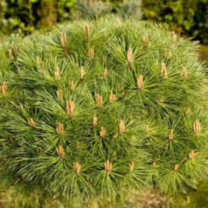 Pinus nigra Brepo Parachute