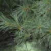 Pinus strobus Dwarf Bonsai - 130L 80-100cm high, 140-150cm wide Bonsai