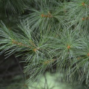Pinus strobus Dwarf Bonsai