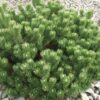 Pinus mugo Pumilio - 5L pot