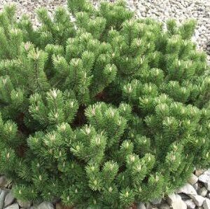 Pinus mugo Pumilio